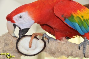 La noix de coco, le fruit de l'arbre de vie au menu de nos perroquets