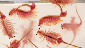 Artémie, artémia salina nauplie : nature et utilité pour nos poissons d'agrément