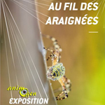 Exposition « Au fil des araignées » à Grenoble (38), du samedi 26 avril 2014 au dimanche 08 mars 2015