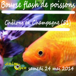 Bourse flash de poissons à Châlons en Champagne (51), le samedi 24 mai 2014