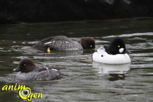 Le garrot à oeil d'or, ou bucephala clargula, un séducteur spectaculaire