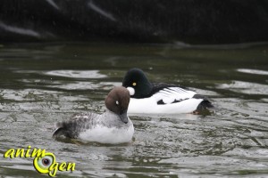 Le garrot à oeil d'or, ou bucephala clargula, un séducteur spectaculaire