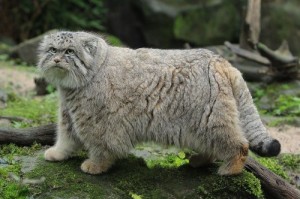 Le chat de Pallas, ou Manul (Octolobus manul)