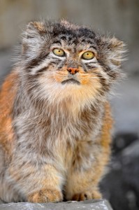 Le chat de Pallas, ou Manul (Octolobus manul)