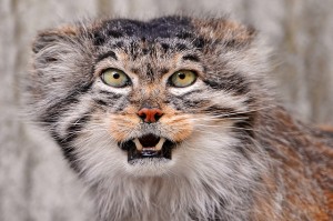 Le chat de Pallas, ou Manul (Octolobus manul)