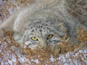 Le chat de Pallas, ou Manul (Octolobus manul)