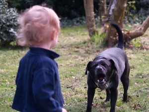 Les chiens sont ils plus agressifs pendant la période des beaux jours ?