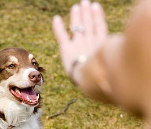 Que signifie avoir un chien au quotidien ? (Ou qu'est-ce-qu'être maître ?)