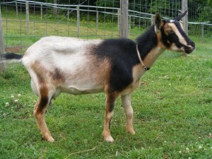 La chèvre naine nigérienne, un animal de compagnie haut en couleurs