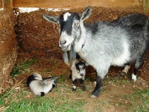 La chèvre naine nigérienne, un animal de compagnie haut en couleurs