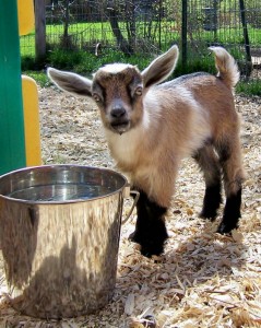 La chèvre naine nigérienne, un animal de compagnie haut en couleurs