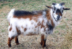 La chèvre naine nigérienne, un animal de compagnie haut en couleurs