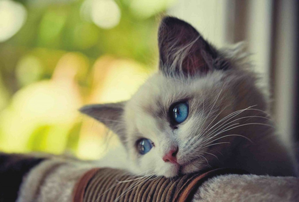 Comportement : comment aider nos chats à traverser un deuil, la perte d'un être cher ?
