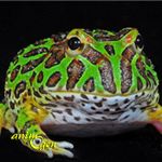 La grenouille cornue (Ceratophrys ornata), ou Pacman