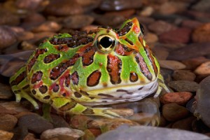 La grenouille cornue (Ceratophrys ornata), ou Pacman