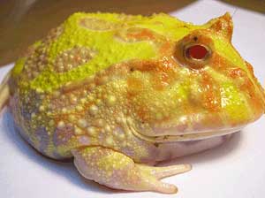 La grenouille cornue (Ceratophrys ornata), ou Pacman