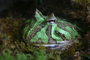 La grenouille cornue (Ceratophrys ornata), ou Pacman