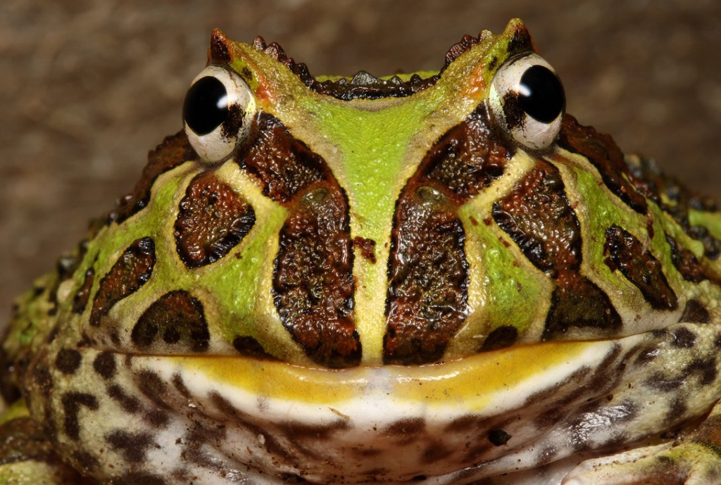 La grenouille cornue (Ceratophrys ornata), ou Pacman