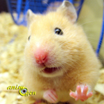 Comment faut-il envisager le comportement d'un hamster doré (ou syrien), en captivité ?
