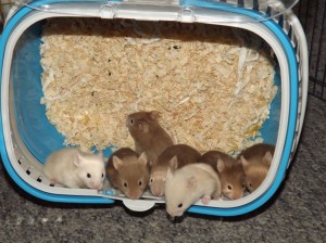 Comment faut-il envisager le comportement d'un hamster doré (ou syrien), en captivité ?