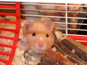 Comment faut-il envisager le comportement d'un hamster doré (ou syrien), en captivité ?