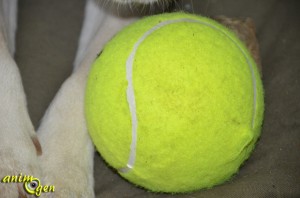 Jouet pour chien : balle de tennis géante (K.Open)