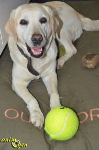 Jouet pour chien : balle de tennis géante (K.Open)