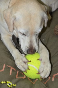 Jouet pour chien : balle de tennis géante (K.Open)