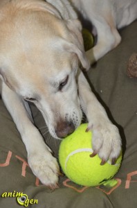 Jouet pour chien : balle de tennis géante (K.Open)