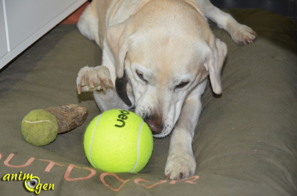 Jouet pour chien : balle de tennis géante (K.Open)