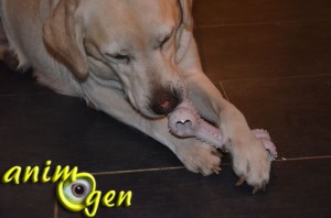 Jouet à mâcher pour chien : os en caoutchouc (Paradisio)