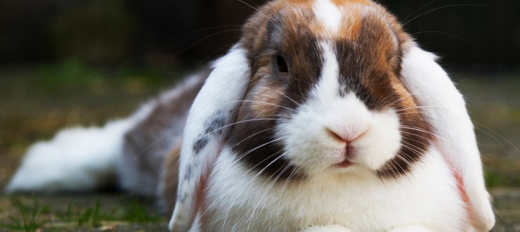 Comportement, que nous disent nos lapins de compagnie avec leurs oreilles ?