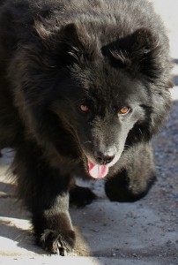 Le Lapphund suédois