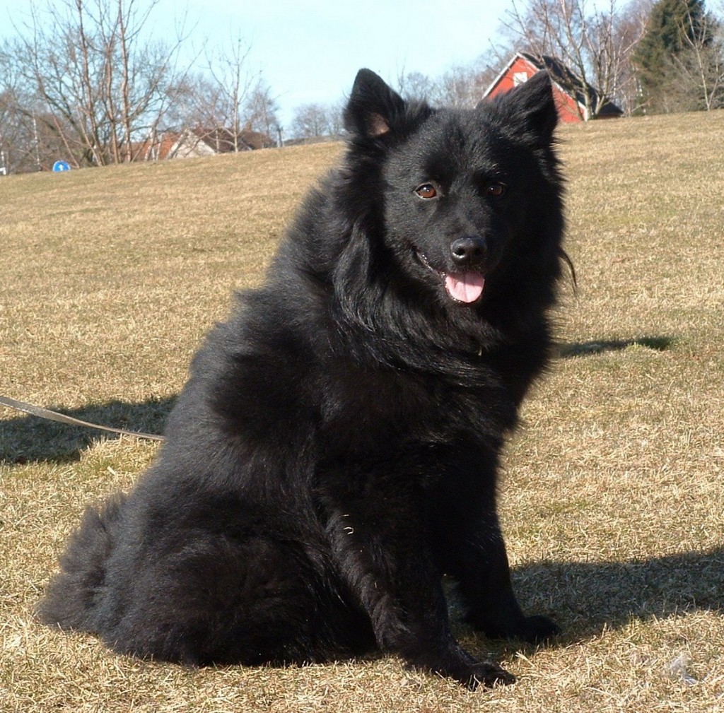 Le Lapphund suédois