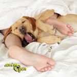 Education : peut-on laisser un chien dormir sur le lit de son maître ?