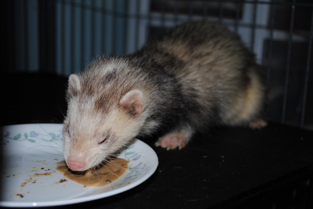 Santé : le lymphosarcome chez le furet (causes, symptômes, traitement)