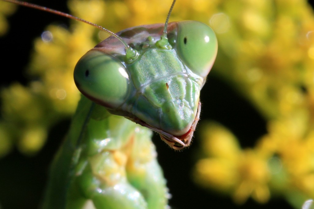 La gestion du comportement alimentaire des mantes religieuses en captivité