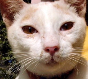 Santé : les écoulements du nez chez le chat (causes, symptômes, traitement)