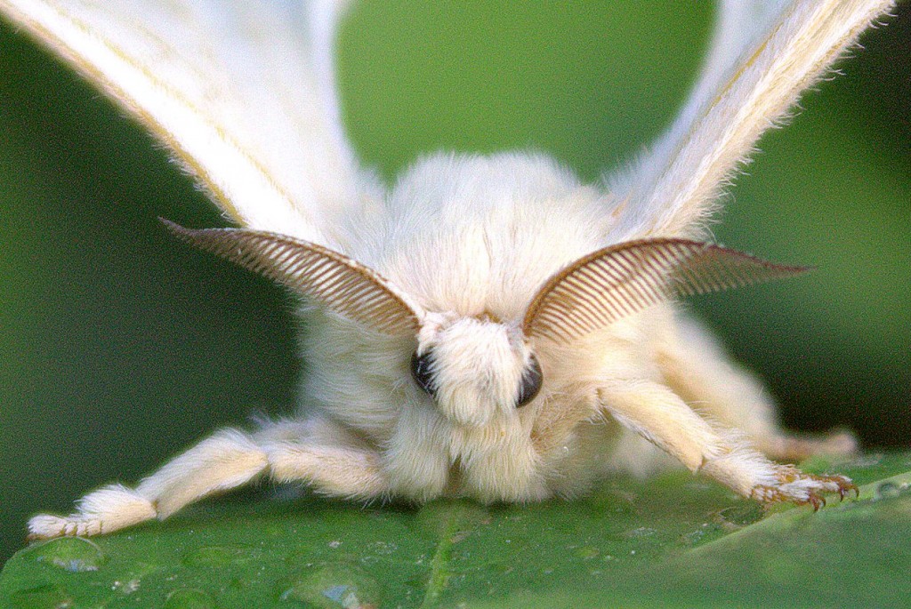 Le bombyx du mûrier détecteur d'explosifs, quand la réalité dépasse la fiction