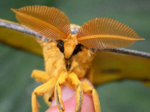 Le papillon comète de Madagascar (Argema mittrei), invité d'un bal éphémère