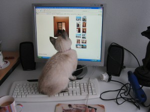 Pawsense, un logiciel révolutionnaire pour protéger nos ordinateurs contre les pattes de nos chats