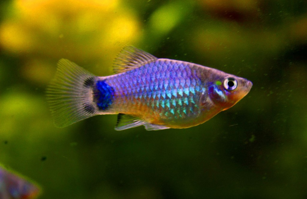 Le Platy, ou Xiphophotus maculatus, valeur sûre des aquariums d'eau douce