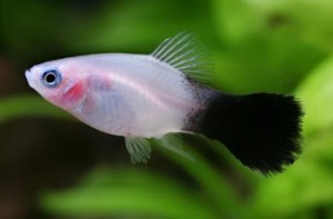 Le Platy, ou Xiphophotus maculatus, valeur sûre des aquariums d'eau douce