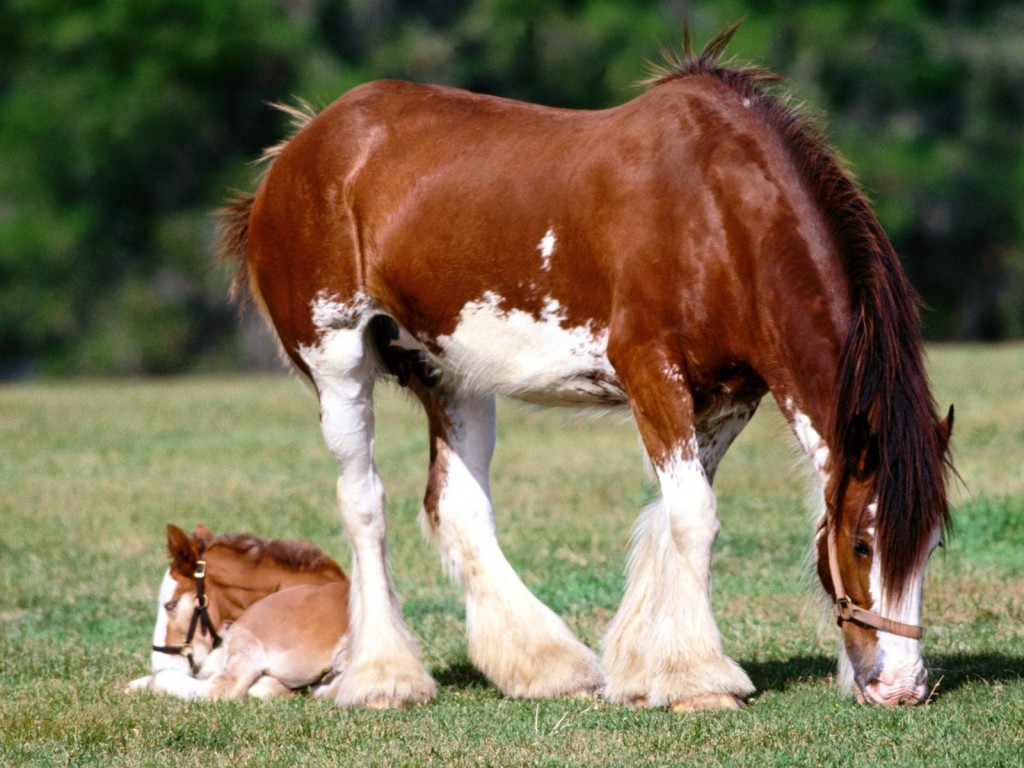 Le cheval, animal de rente ou de compagnie ?