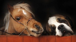 Le cheval, animal de rente ou de compagnie ?