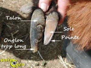 Comment tailler les sabots (onglons) d'une chèvre ? (matériel, méthode, précautions)