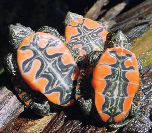 Tortue peinte, ou Chrysemys picta