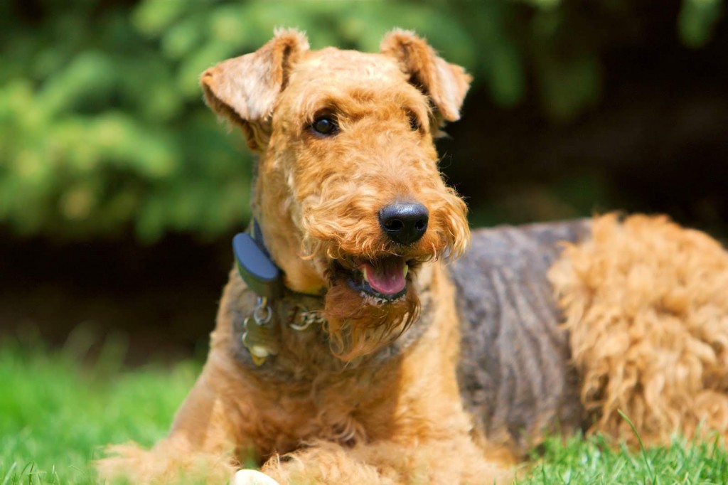 L'Airedale Terrier, roi des Terriers