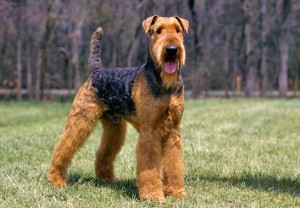 L'Airedale Terrier, roi des Terriers