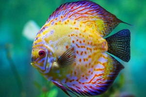 Le discus, ou Symphysodon aequifasciatus